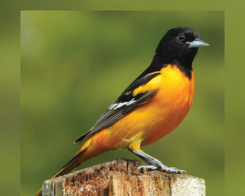 Book cover for "Still Wild: poems from bear shack" by Suzanne Sunshower features a Baltimore oriole perched on a wooden post against a blurred green background, with orange and white text.
